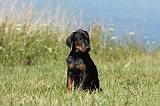 DOBERMANN 1067